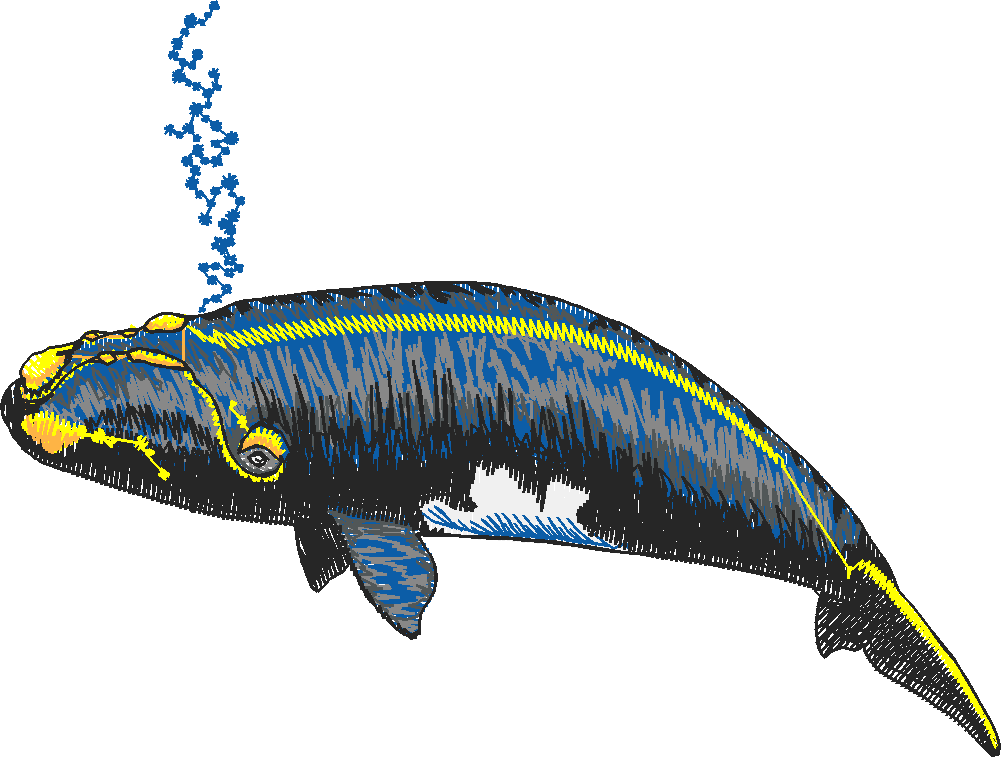 Aquatic 3  (10)