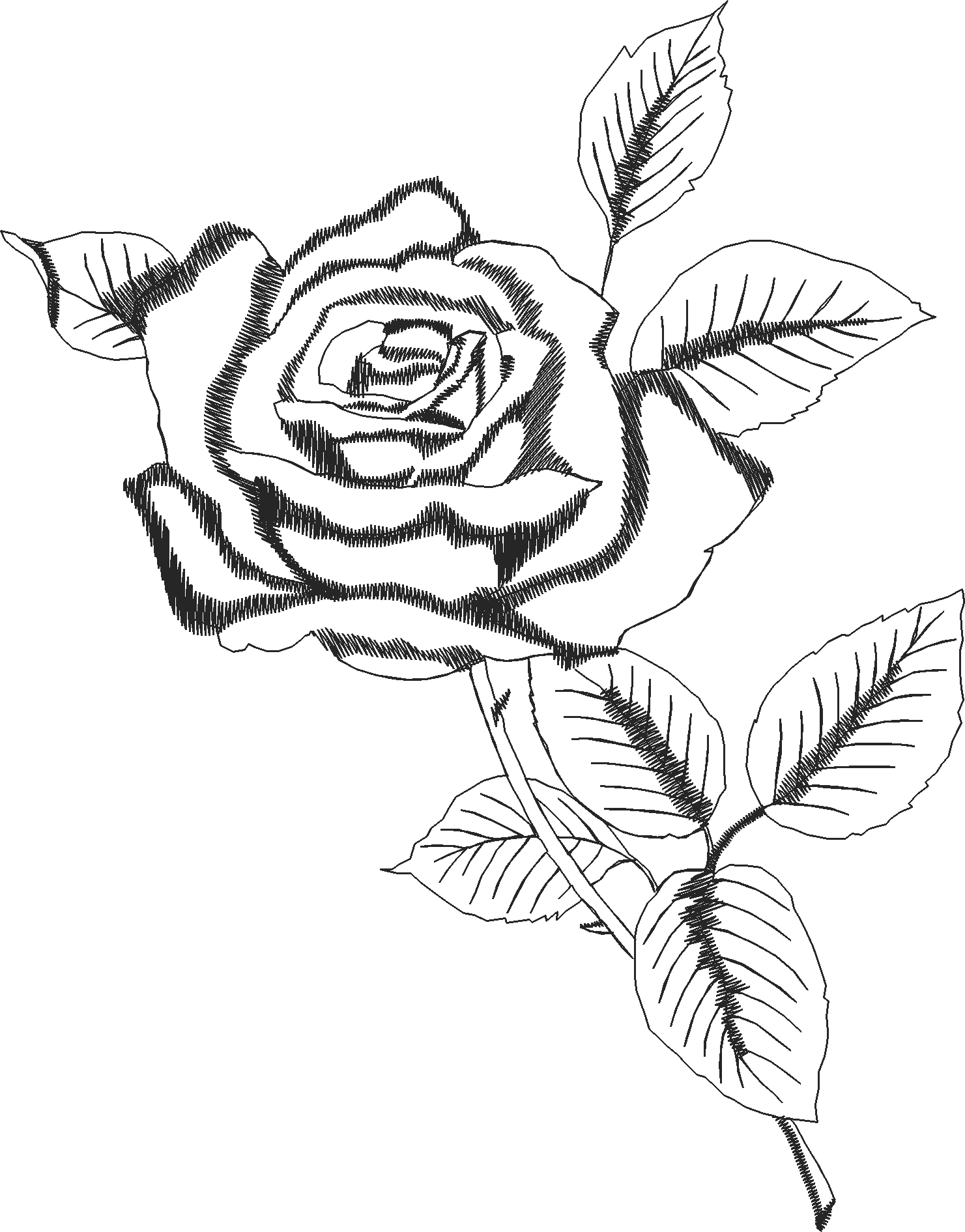 Rose
