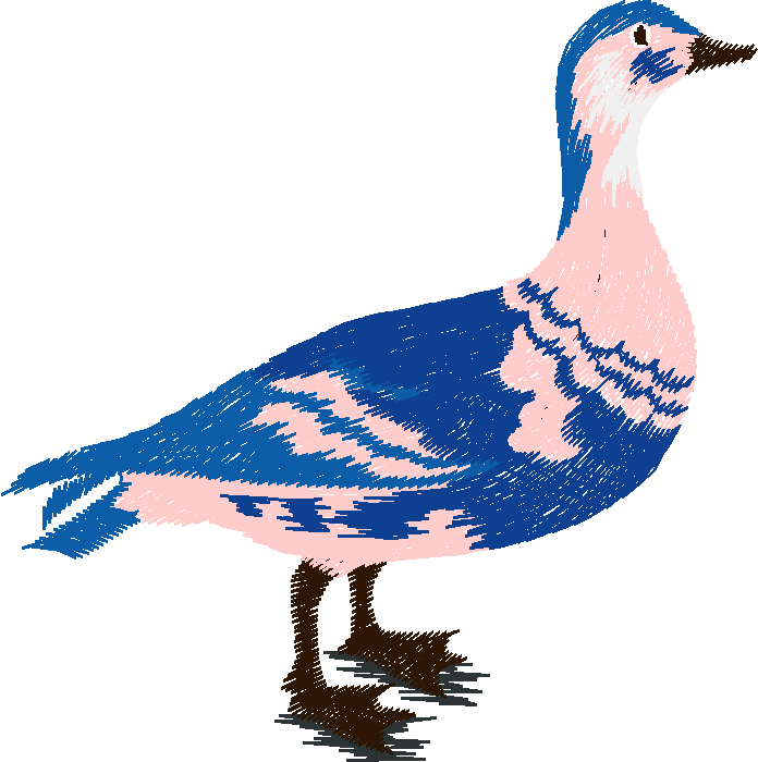 Birds 11 (4)