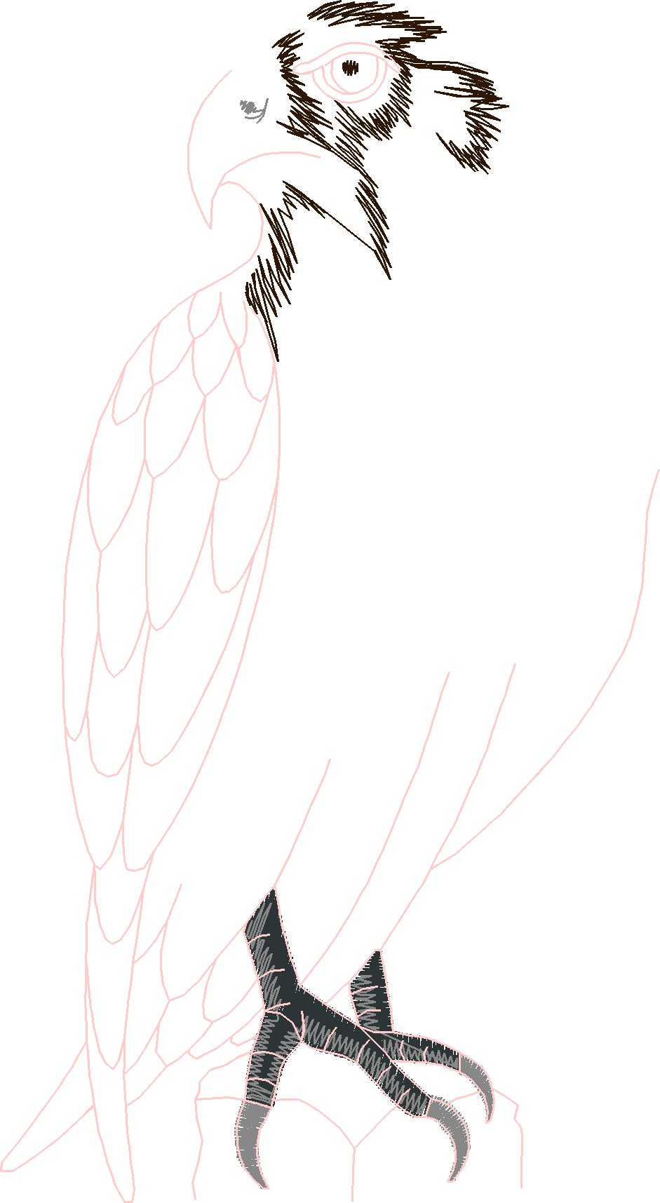 Birds 12 (3)