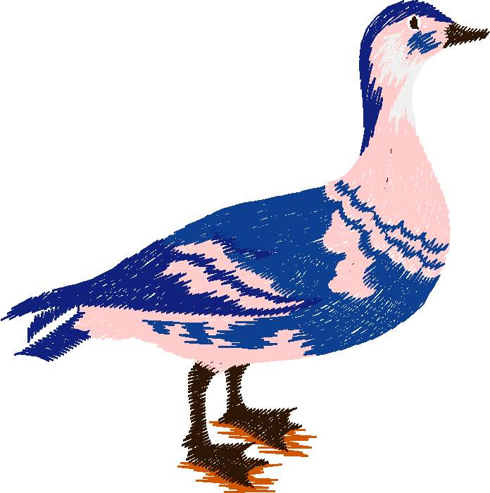 Birds 13 (4)