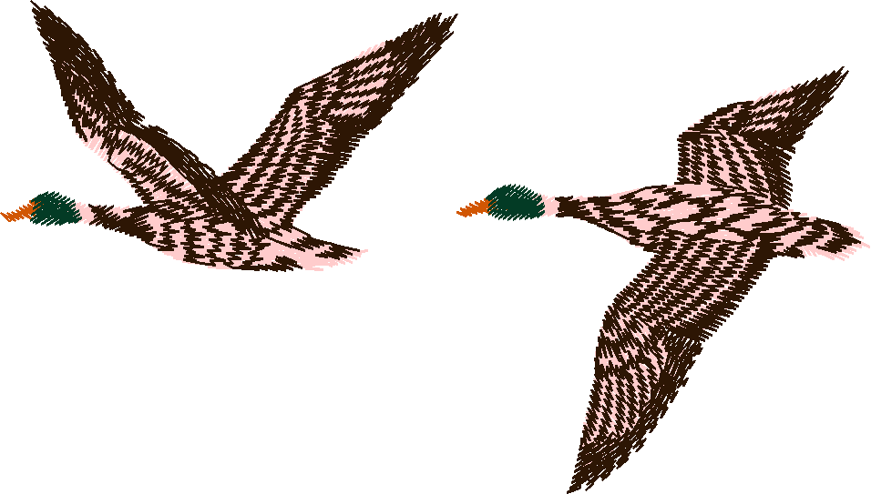 Birds 13 (7)