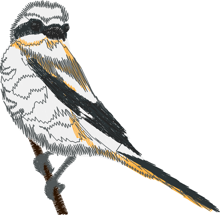 Birds 17 (16)