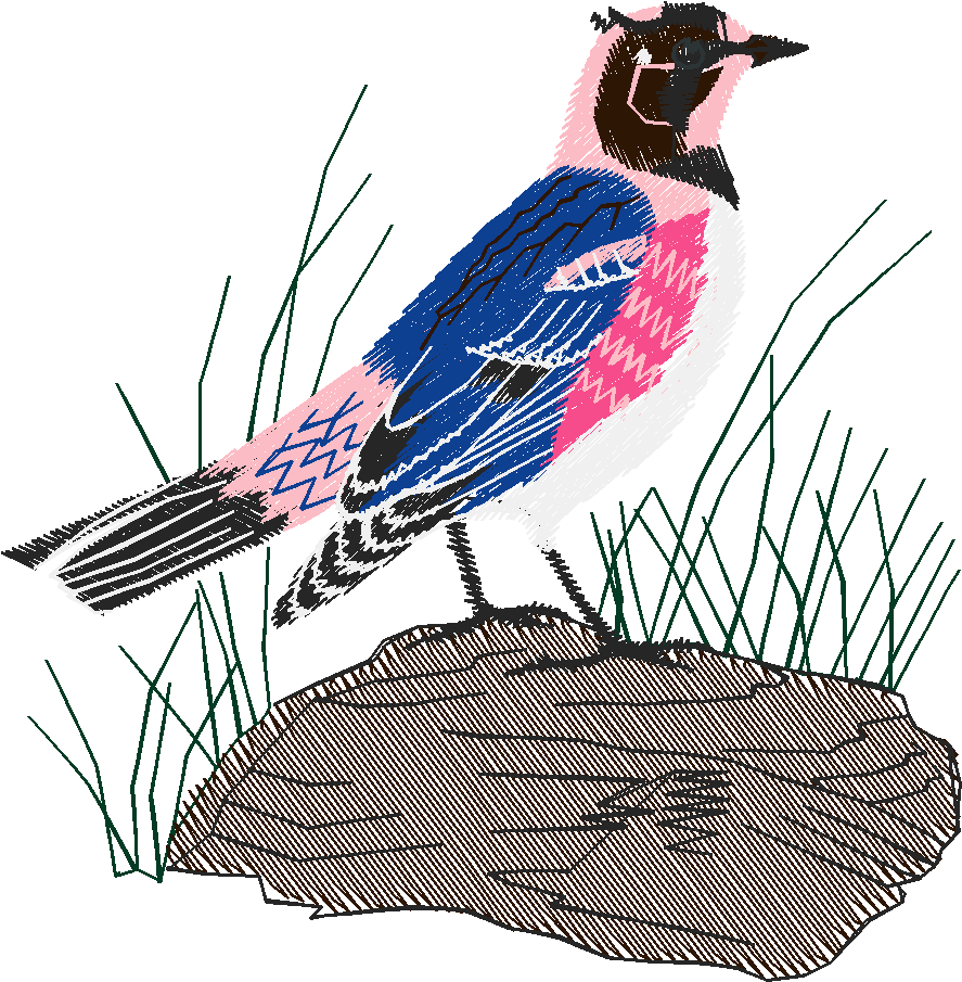 Birds 19 (36)