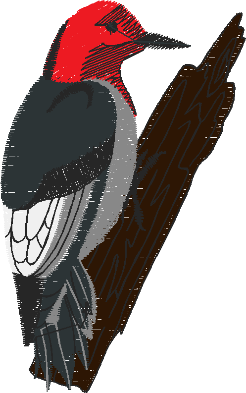 Birds 19 (42)