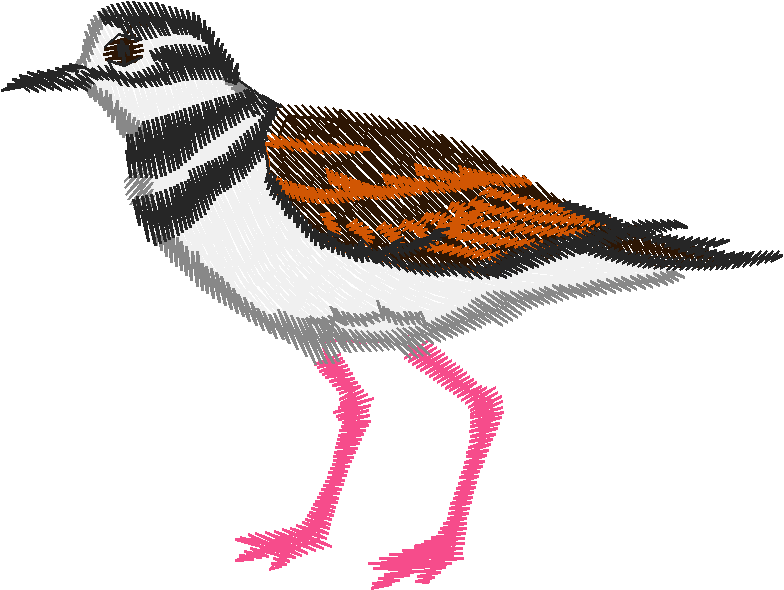 Birds 19 (62)