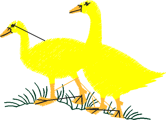 Birds 20 (58)