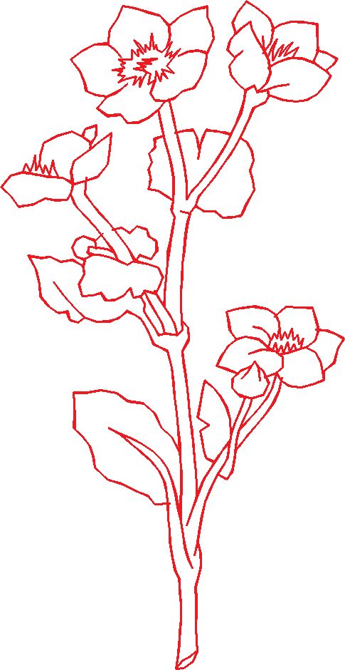 N°07