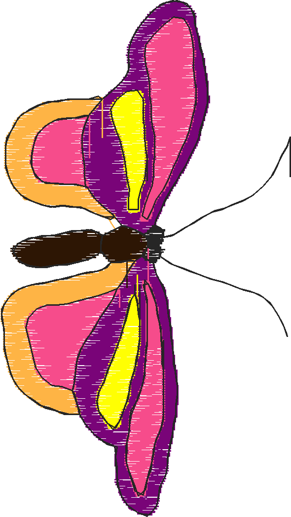 Butterflies 18 (2)