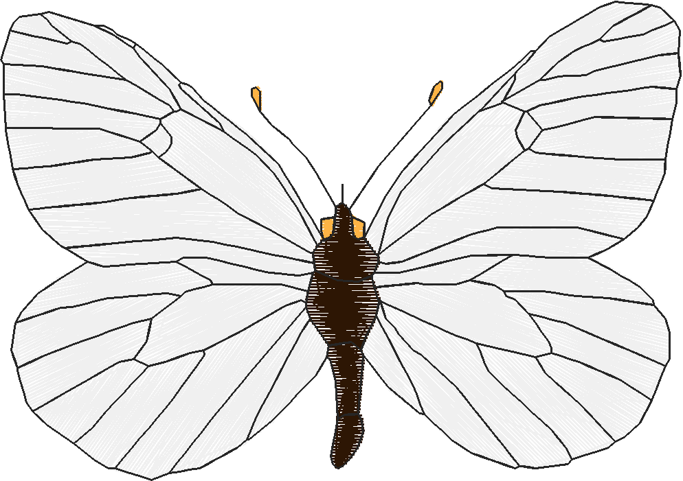 Butterflies 18 (81)