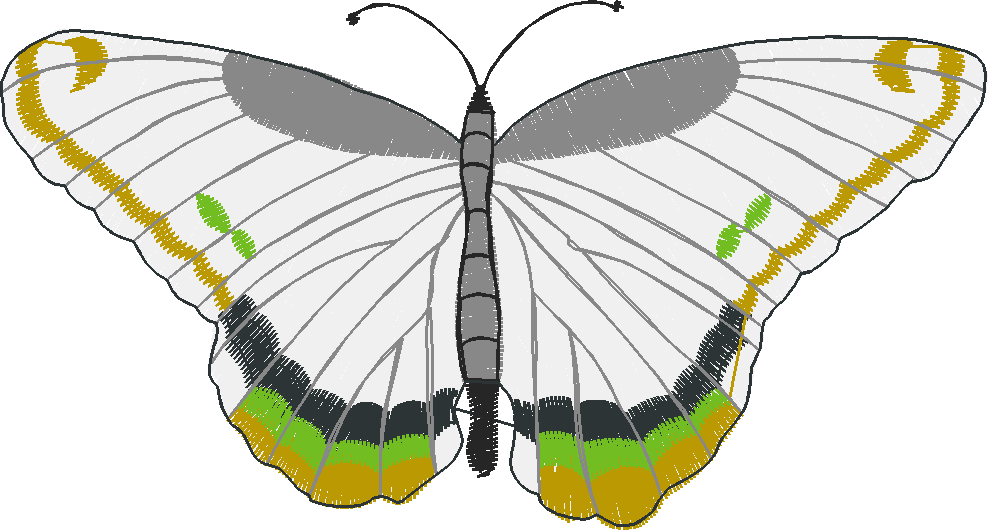 Butterflies 23 (34)