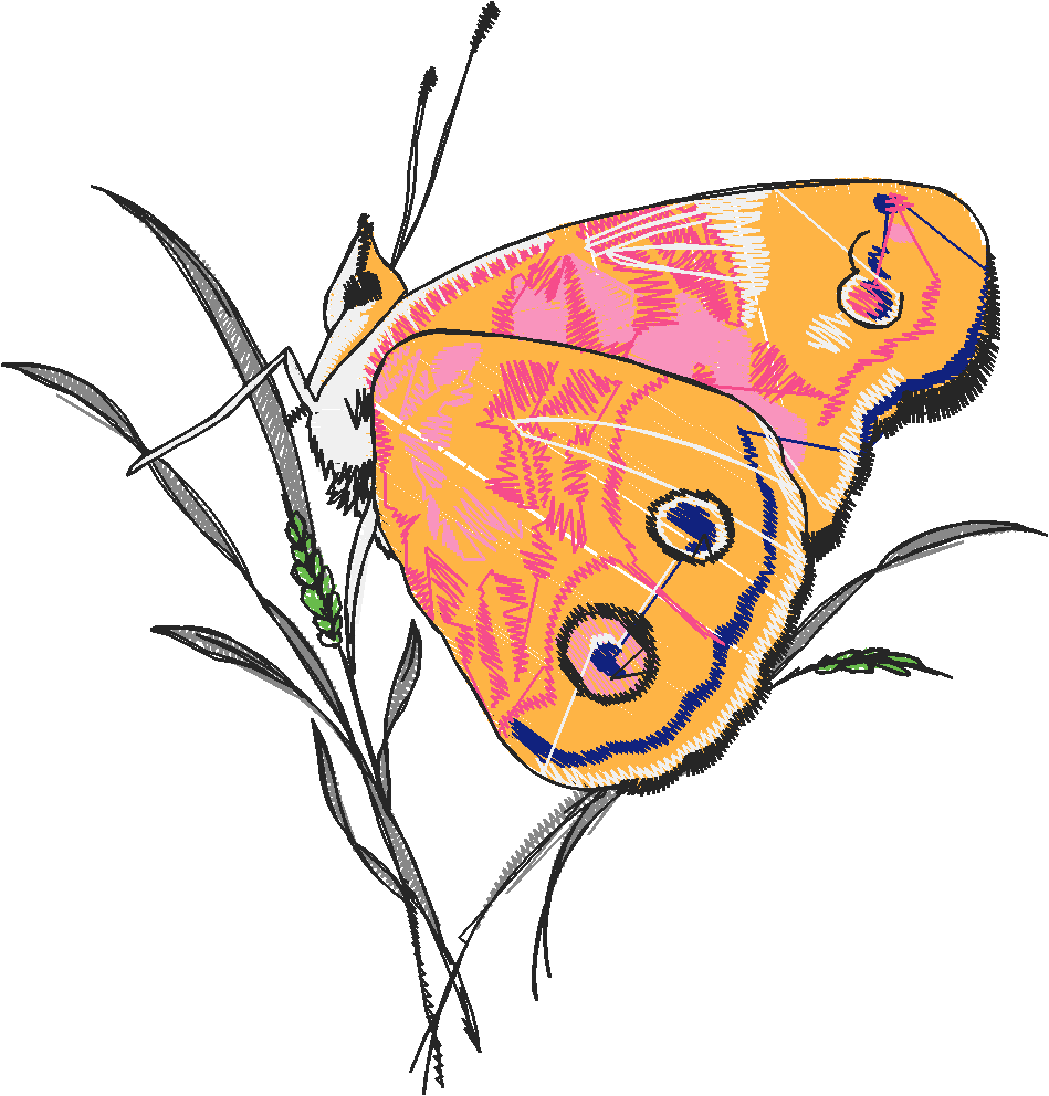 Butterflies 24 (20)