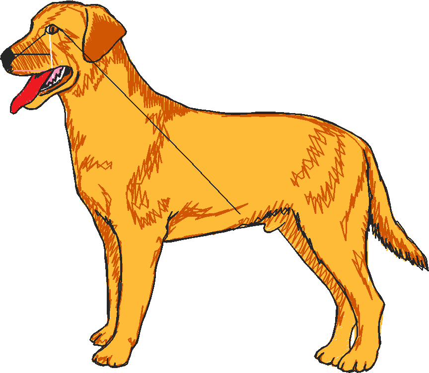 Dogs 1  (25)