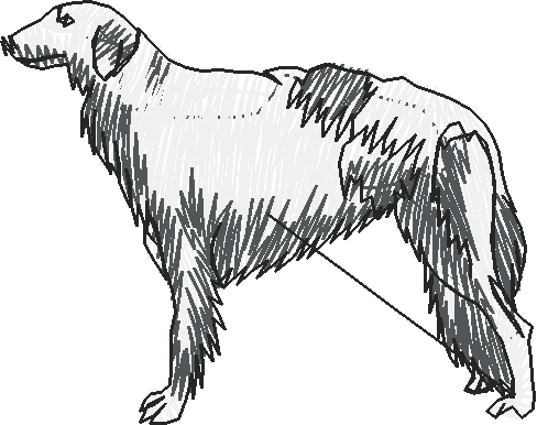Dogs 19  (13)