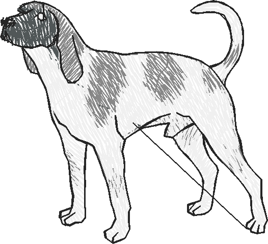 Dogs 19  (3)