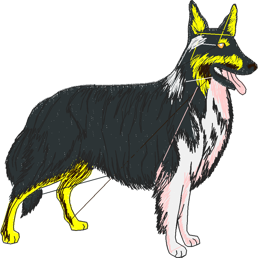 Dogs 3  (19)
