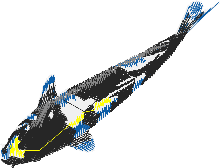 Fish 9  (12)