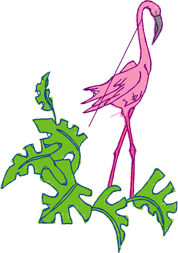 Flamingos  (7)
