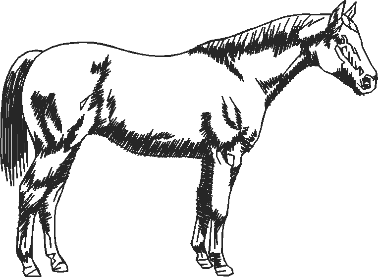 Horses 2  (68)