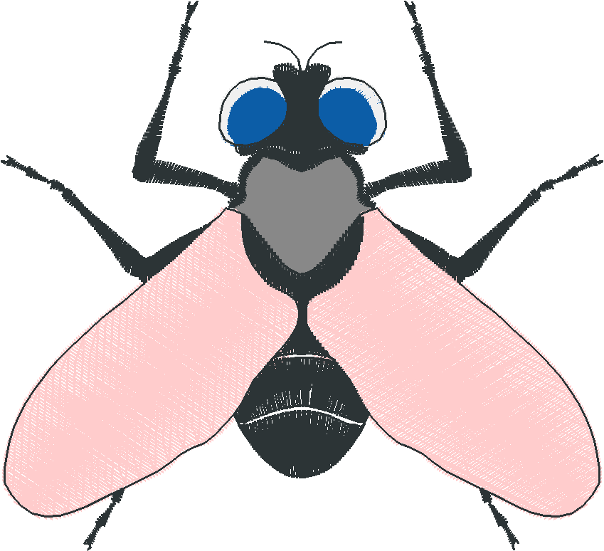 Insects 1  (8)