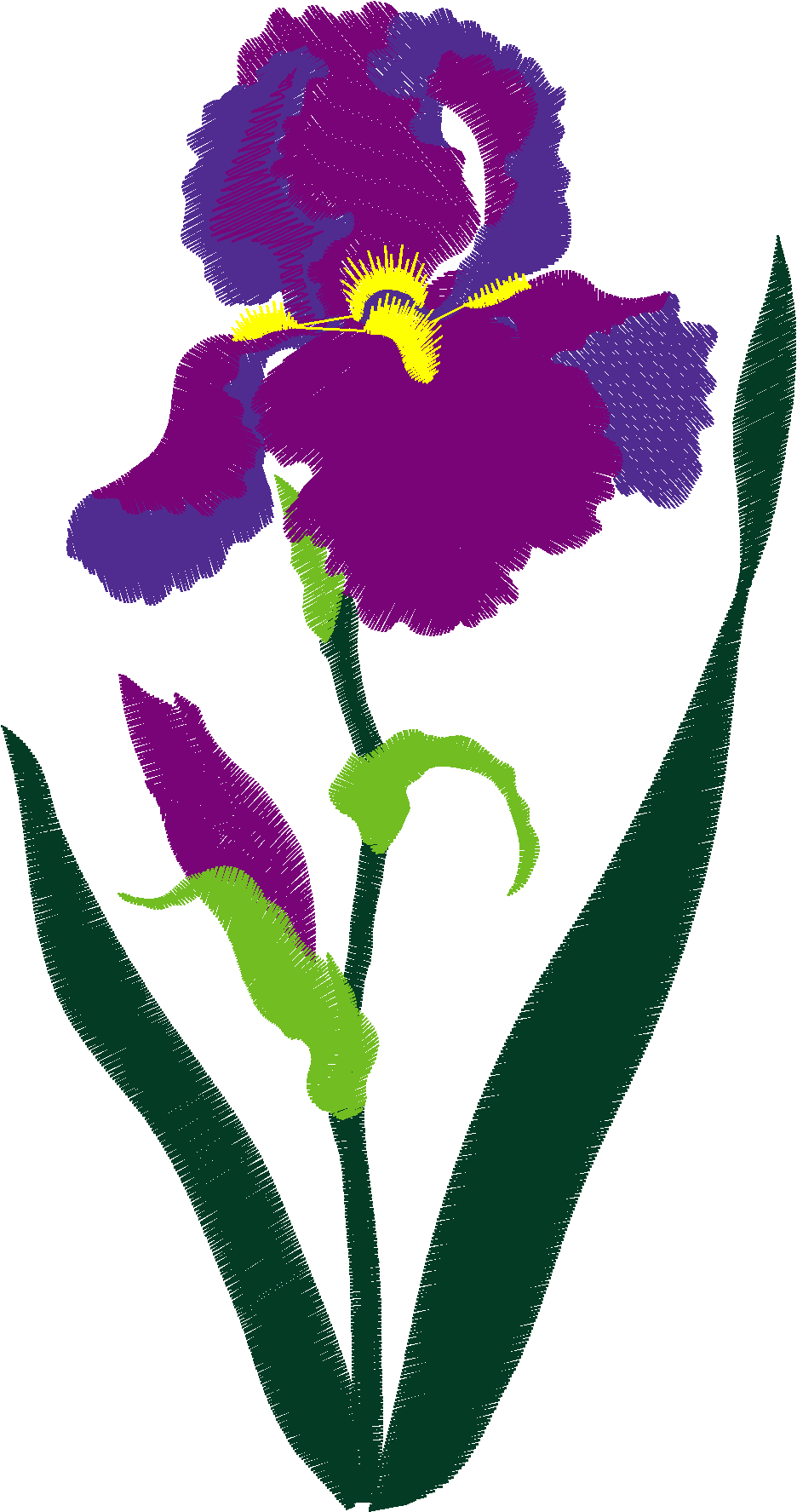 Iris 1  (3)