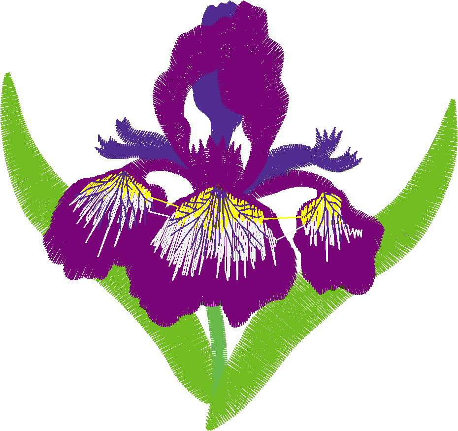 Iris 1  (7)