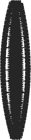 Strap15