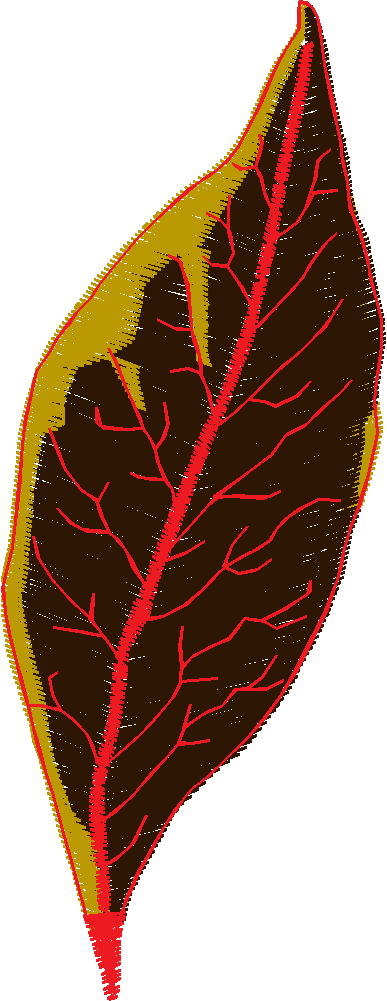 Leaves 2 (11)