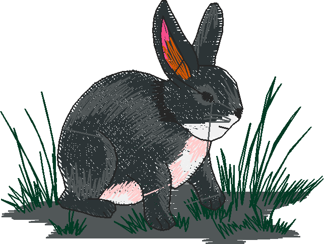 Rabbits 3  (16)
